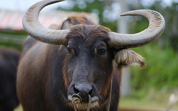 Buffalo Horn Accessories 店頭販売開始