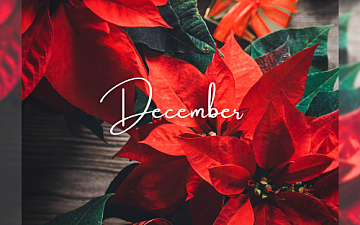 12月 Schedule Release