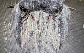 ハシビロコウ検定・開催中です